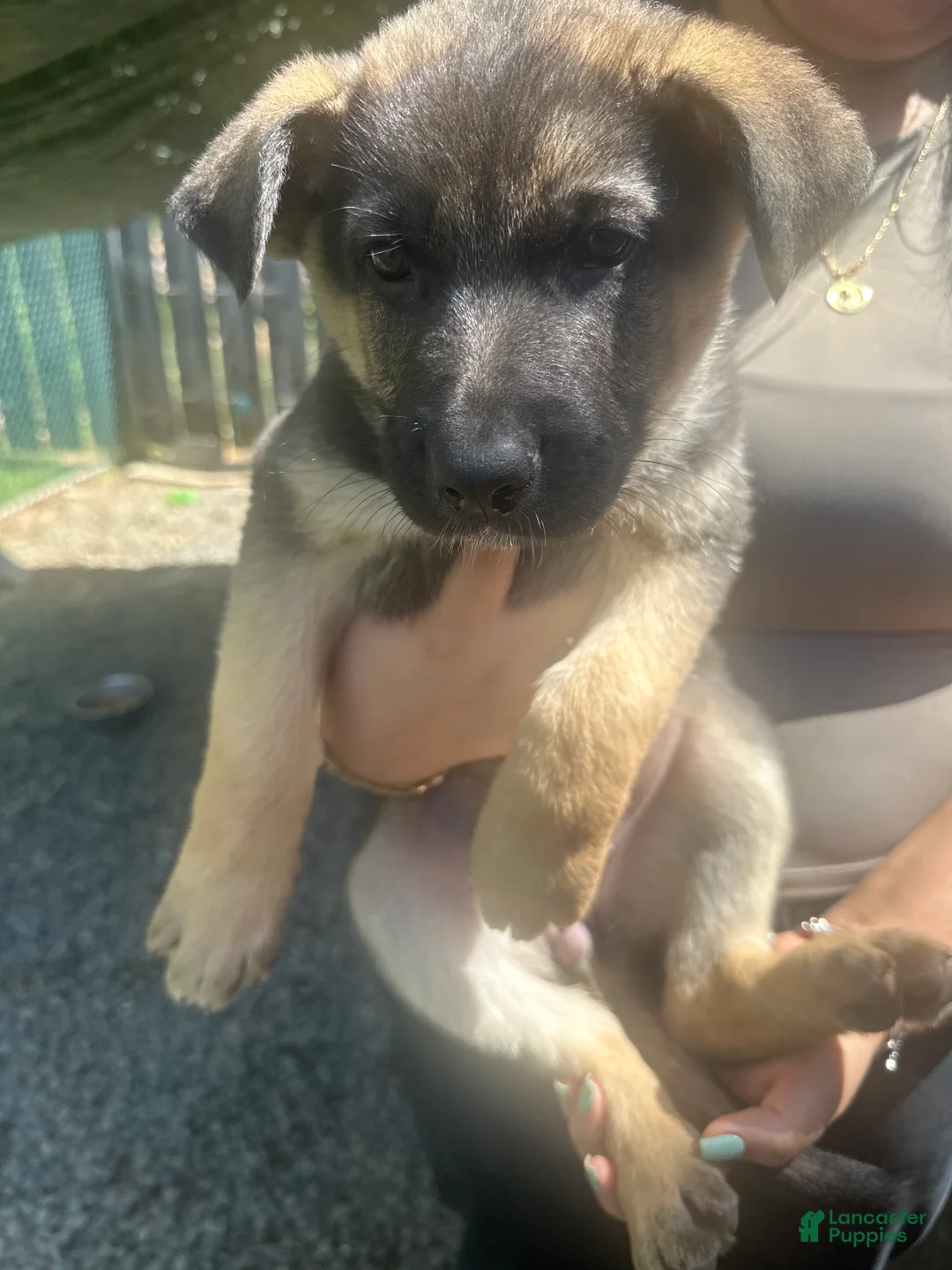 German Shepherd dogs for sale: German Shepherd Puppy 2 - Ad 1
