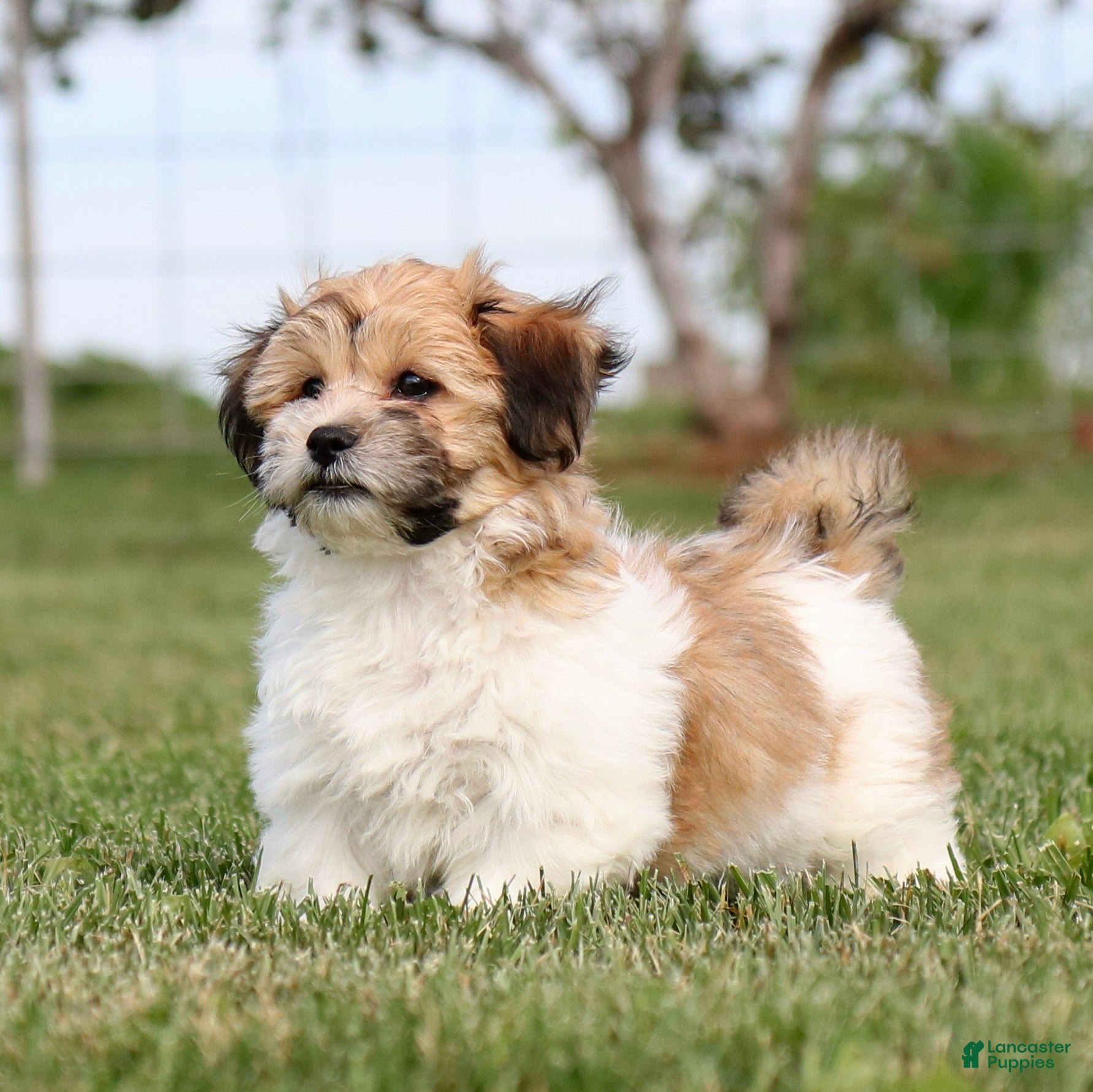 Teddy Bear dogs Chad Teddy Bear  - Ad 1