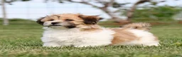 Teddy Bear dogs for sale: Chad Teddy Bear  - Ad 1