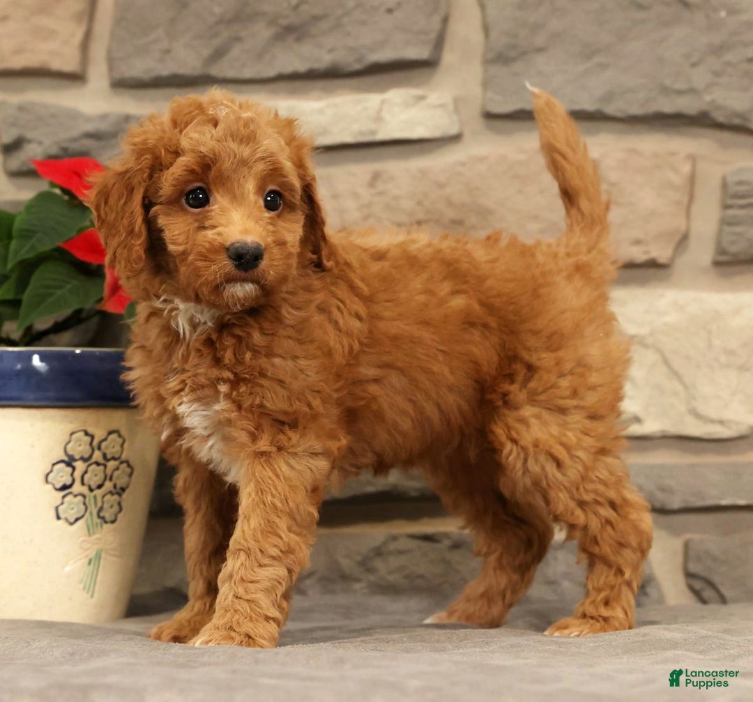 Mini Goldendoodle dogs for sale: Ember - Ad 7