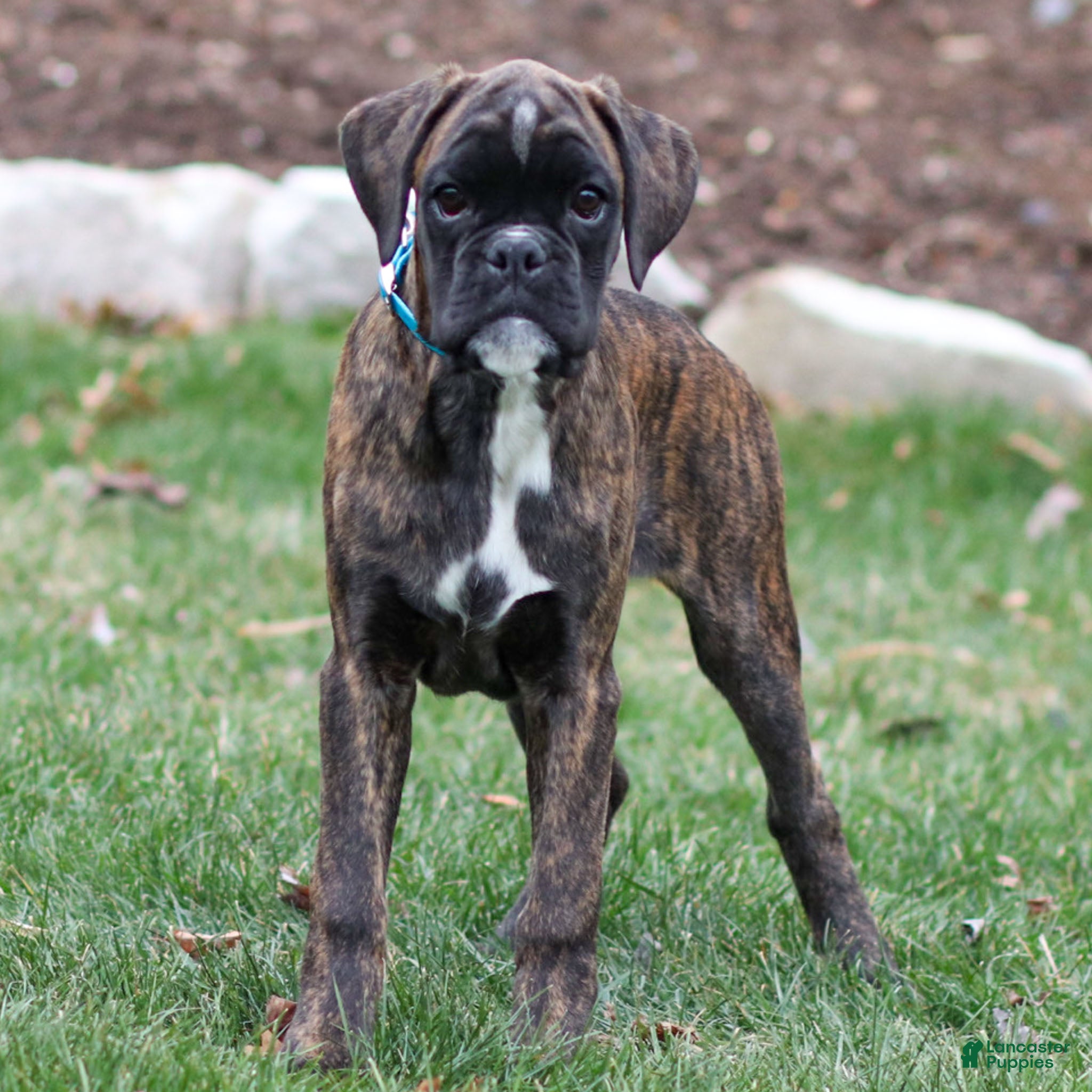 Boxer dogs Gracie - Ad 5