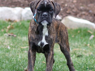Boxer dogs Gracie - Ad 29