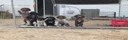 German Shorthaired Pointer dogs for sale: Smooch - Ad 8