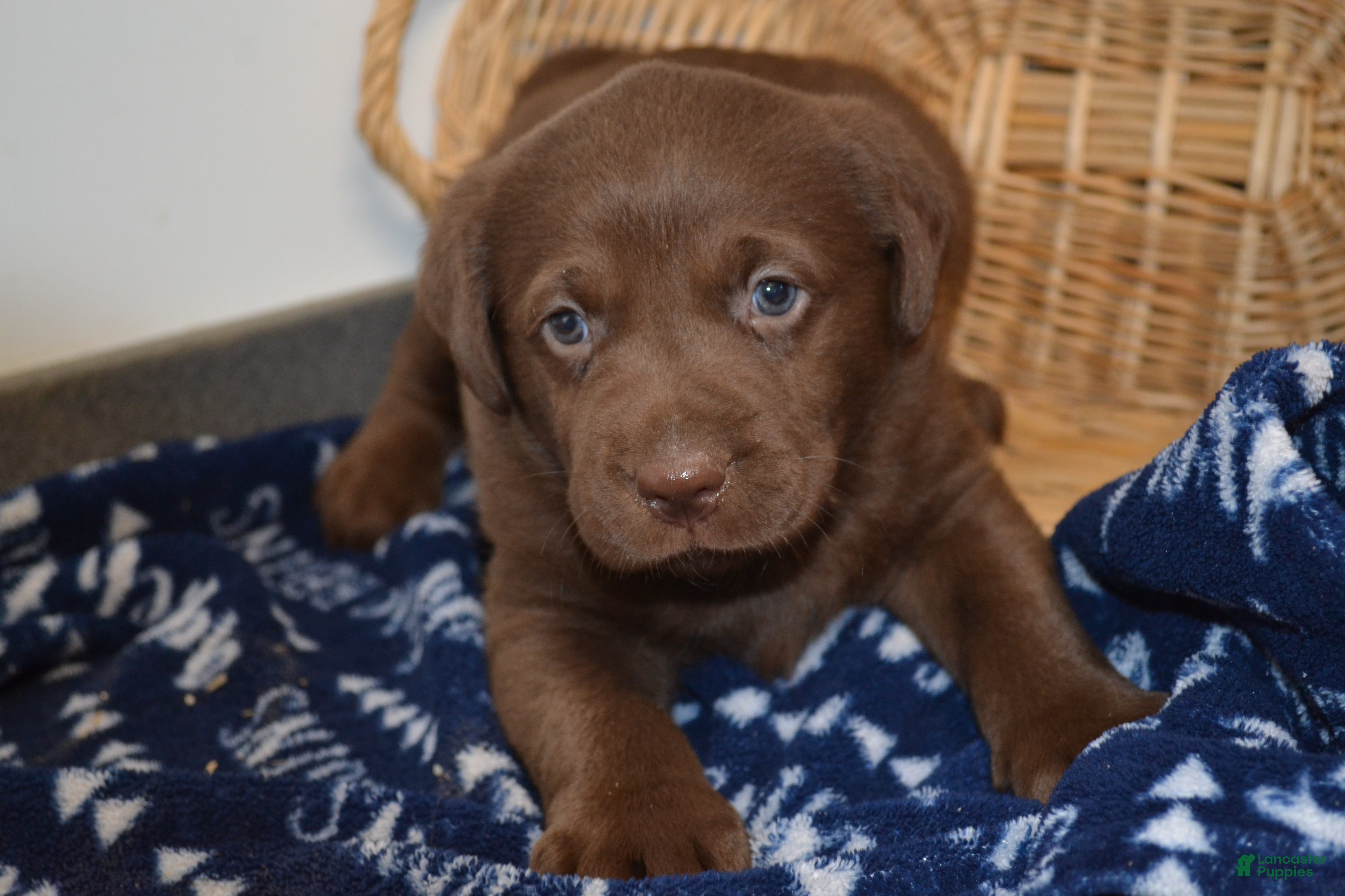 Labrador Retriever dogs Barry - Ad 16