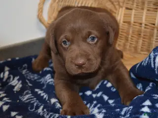 Labrador Retriever dogs Barry - Ad 5