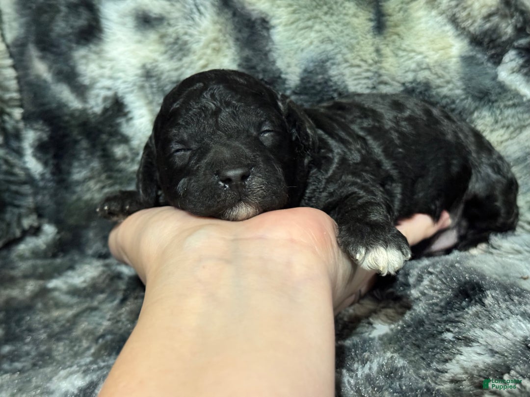 Toy Poodle dogs for sale: Oreo - Ad 1
