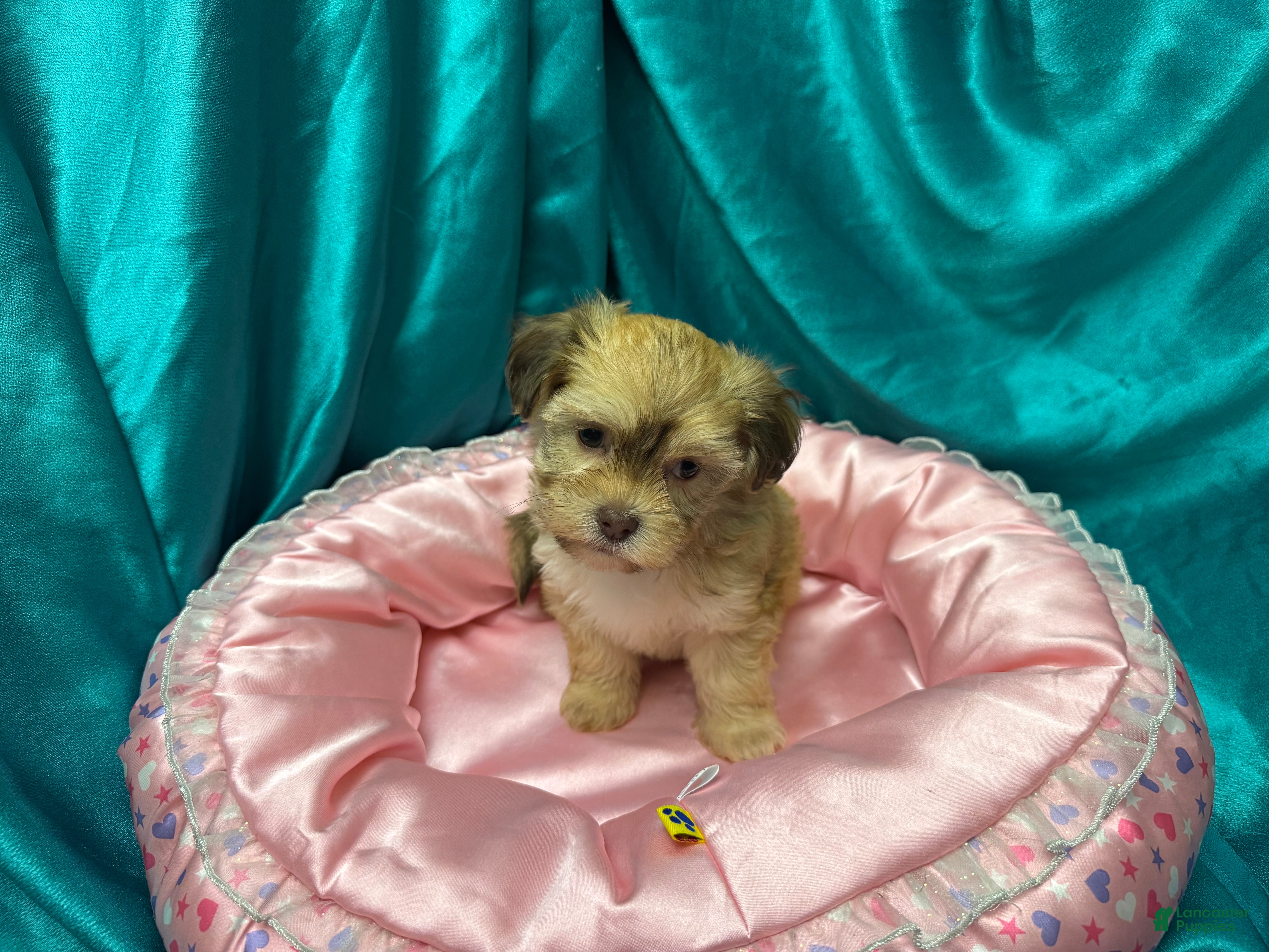 Havanese dogs Samatha - Ad 1