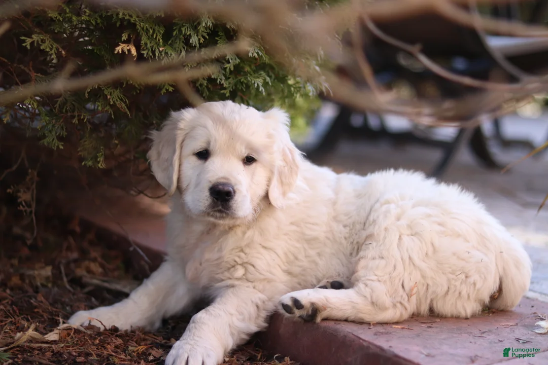 Golden Retriever dogs for sale: Roscoe - Ad 1