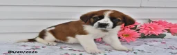 Saint Bernard dogs for sale: Bella   - Ad 2