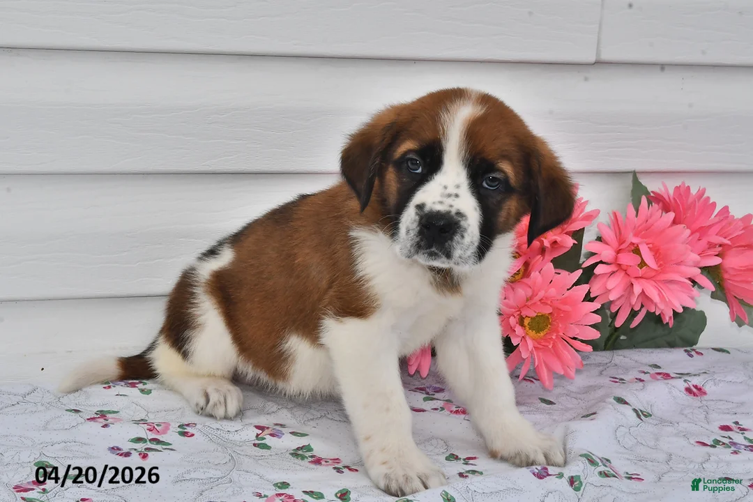 Saint Bernard dogs for sale: Bella   - Ad 2