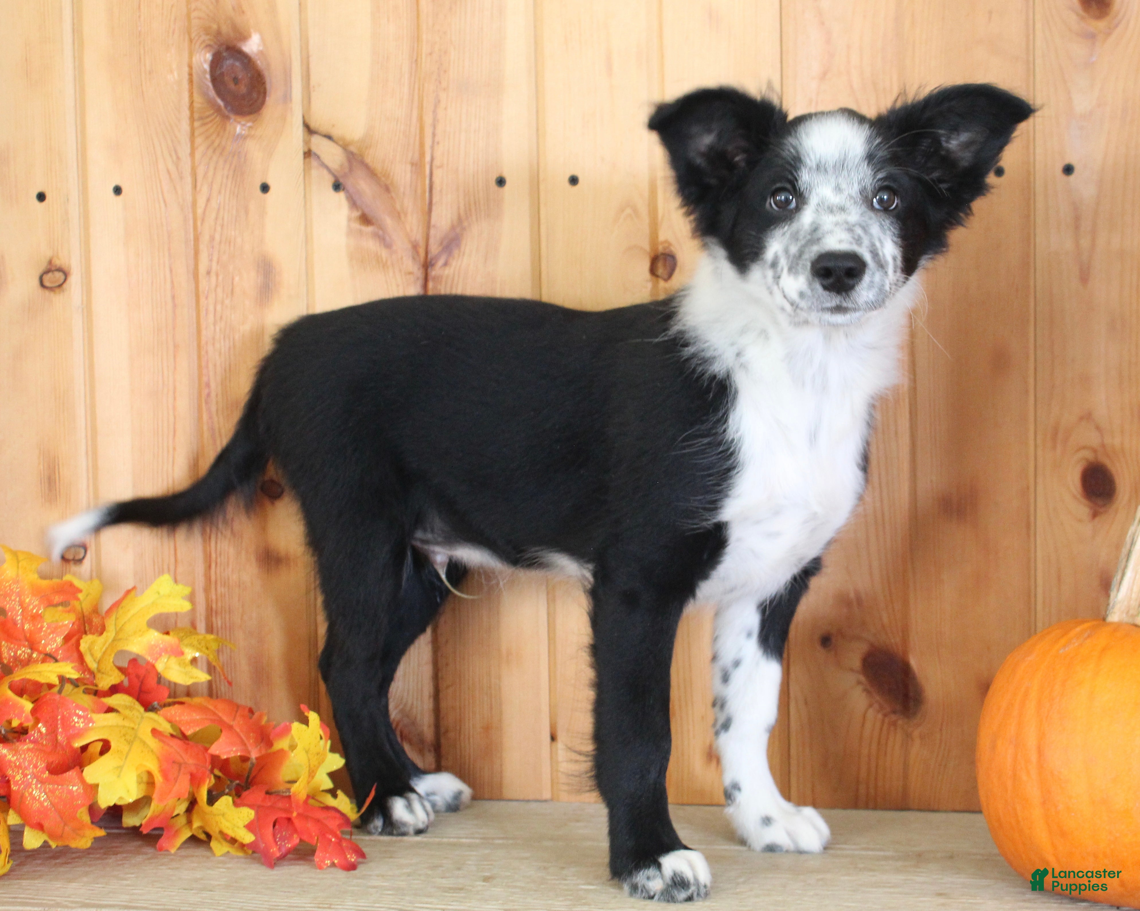 Mixed Breed dogs for sale: Boss - Ad 1