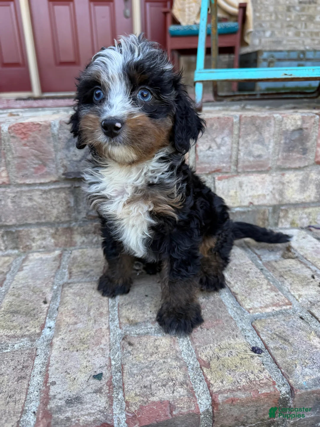 Mini Bernedoodle dogs for sale: Daisy - Ad 6