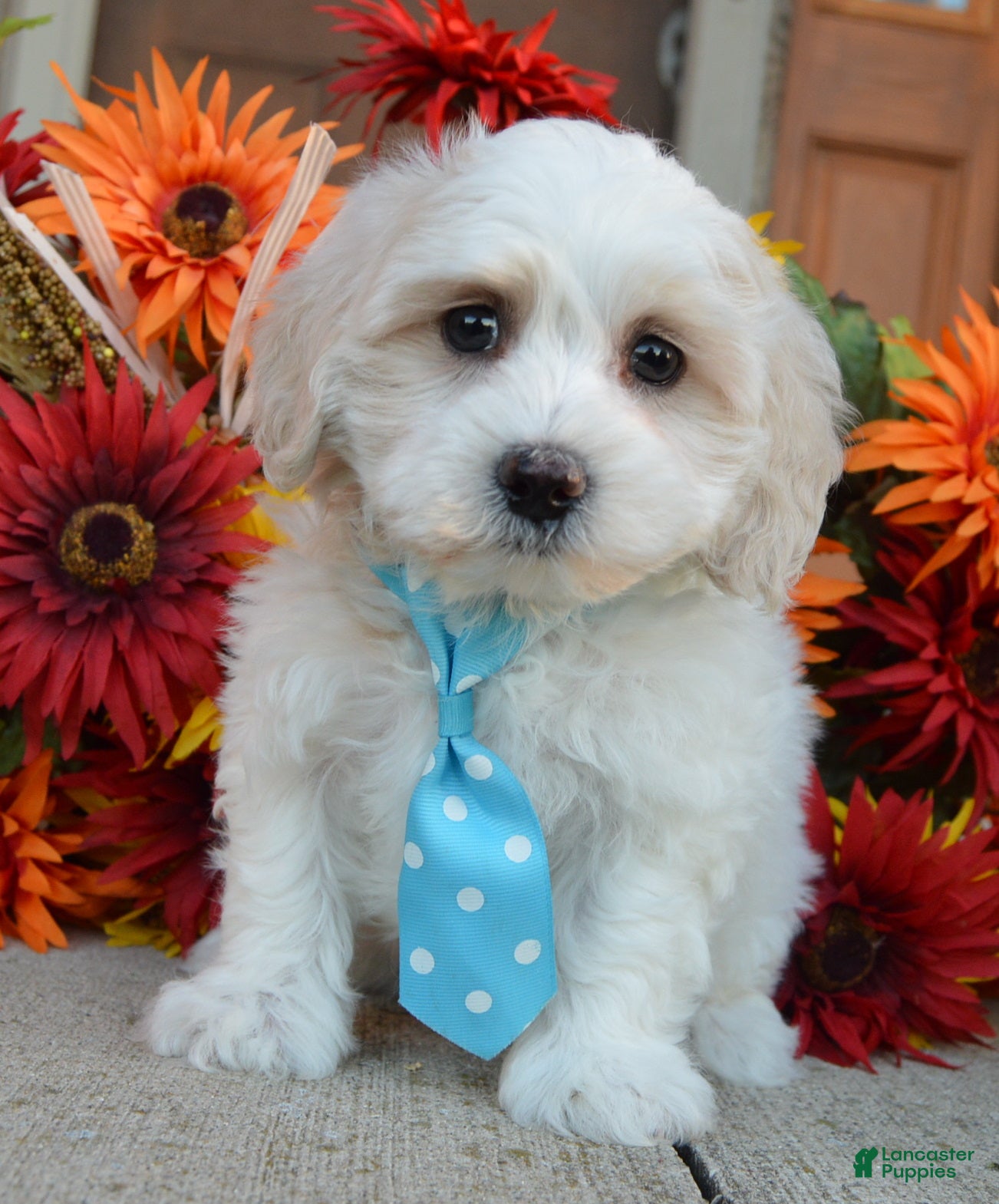 Max (Maltipoo, Male) in Celina, OH