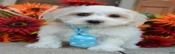 Maltipoo dogs for sale: Max - Ad 1