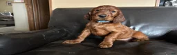 Irish Setter dogs for sale: Irish Setter 7 - Ad 9