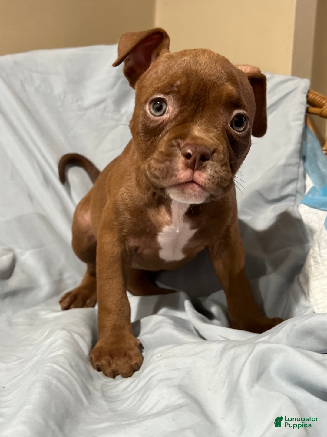 American Bully dogs for sale: American Bully Puppy 9 - Ad 1