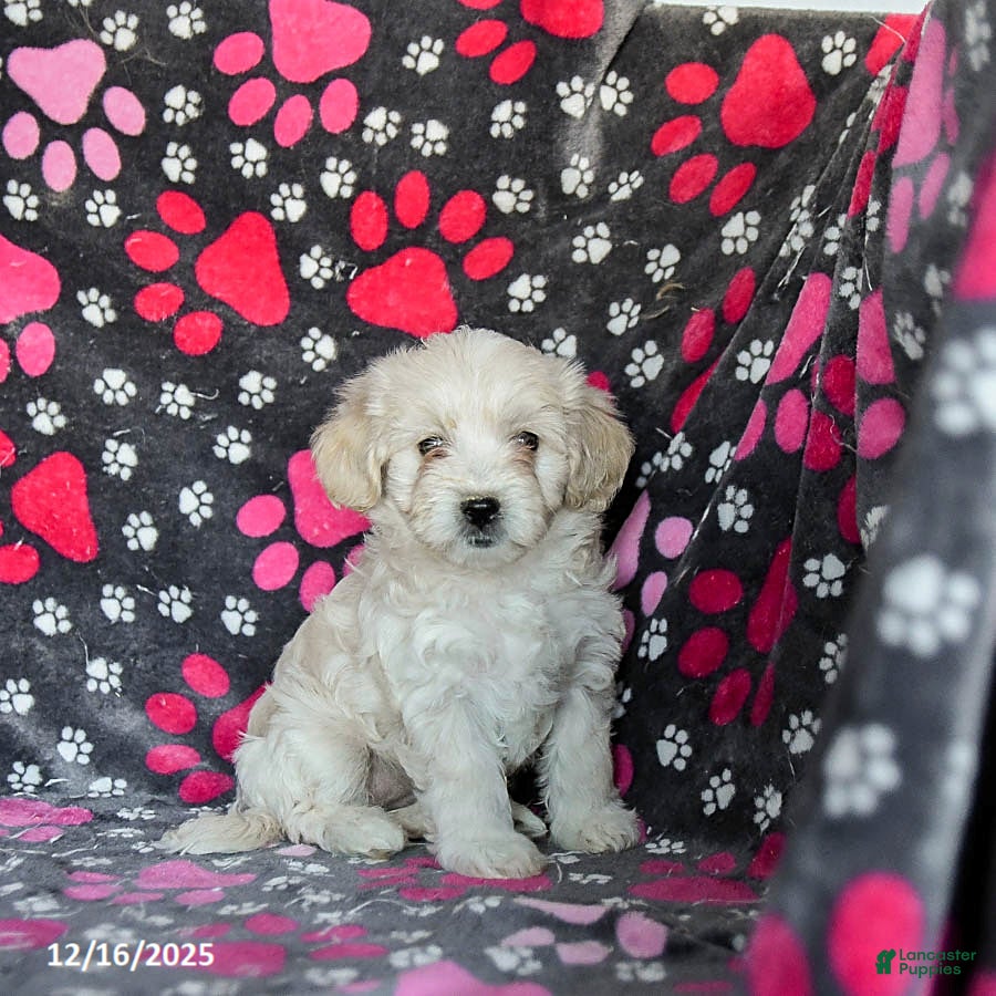 Mixed Breed dogs Hazel - Ad 6