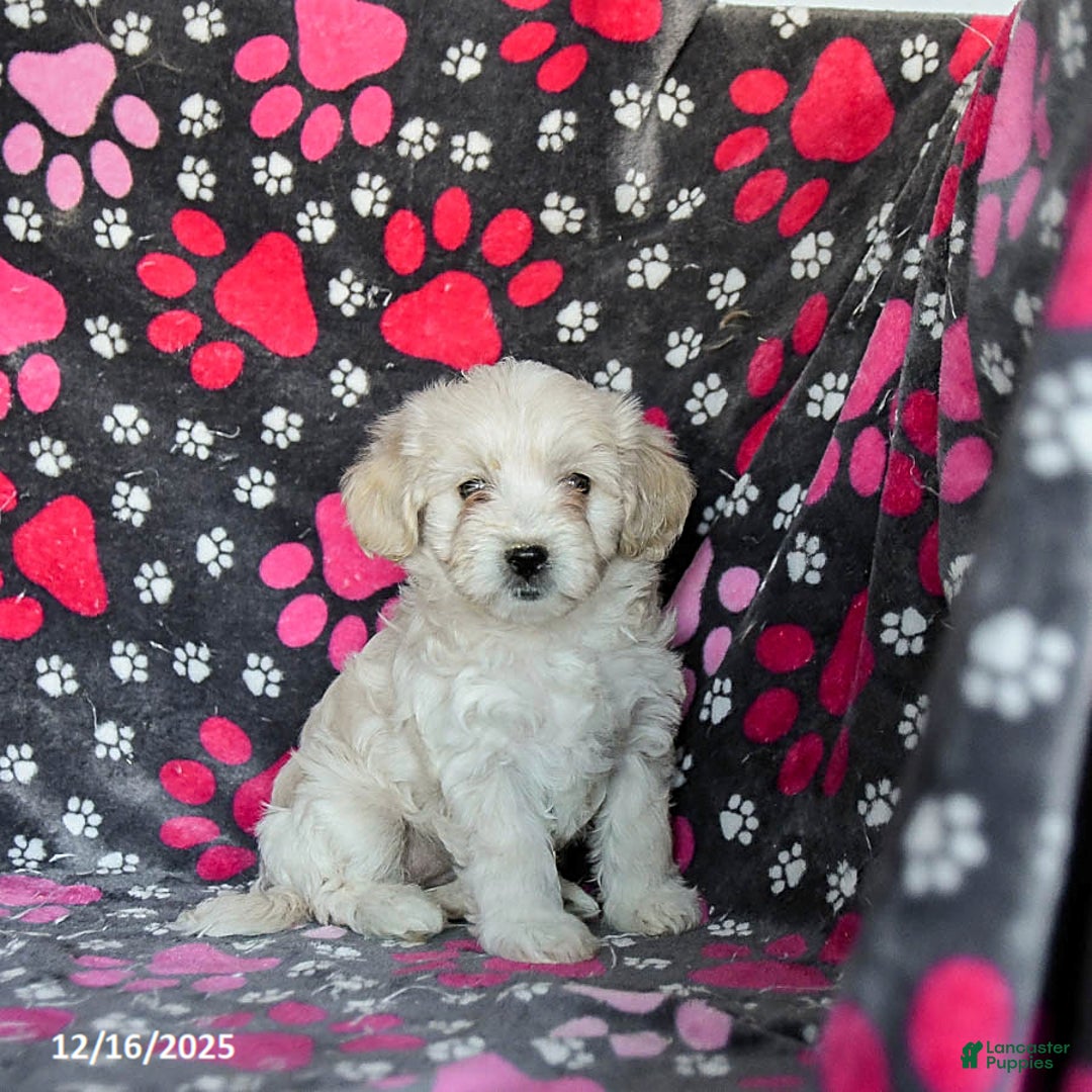 Mixed Breed dogs for sale: Hazel - Ad 1