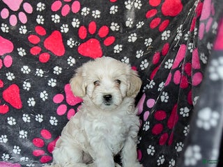 Mixed Breed dogs Hazel - Ad 5