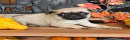 Pug dogs for sale: Barkley - Ad 4