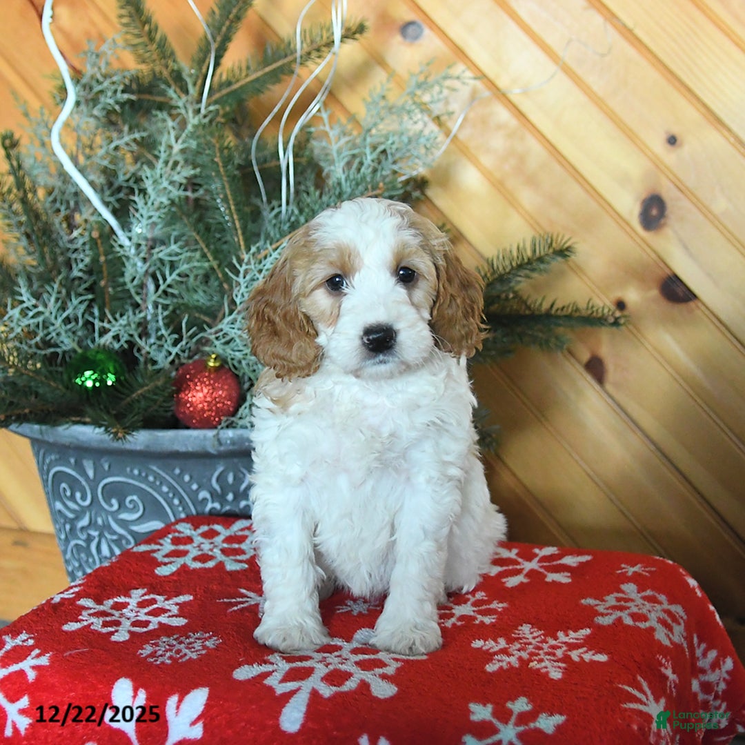 Mini Goldendoodle dogs for sale: Sierra - Ad 2