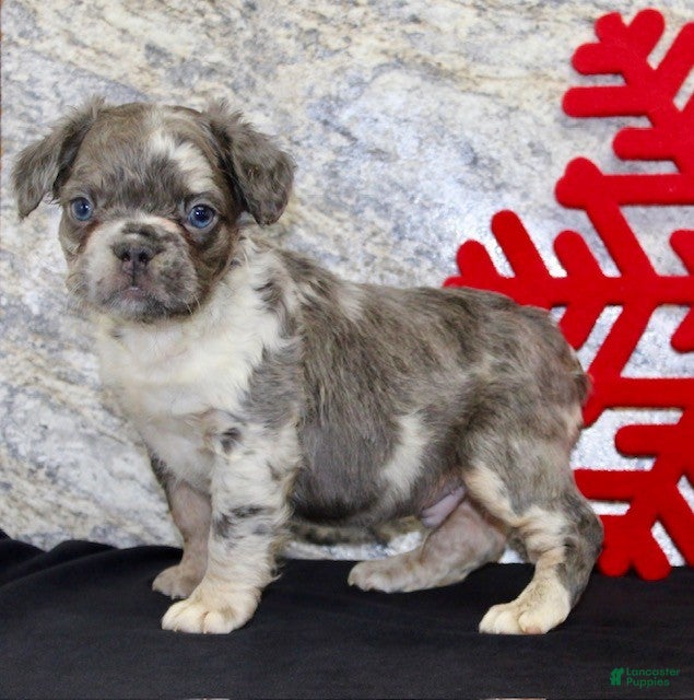 French Bulldog dogs Niles - Ad 2