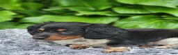 Miniature Dachshund dogs for sale: James - Ad 11