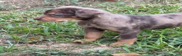 Catahoula Leopard Dog dogs for sale: Carrie - Ad 7