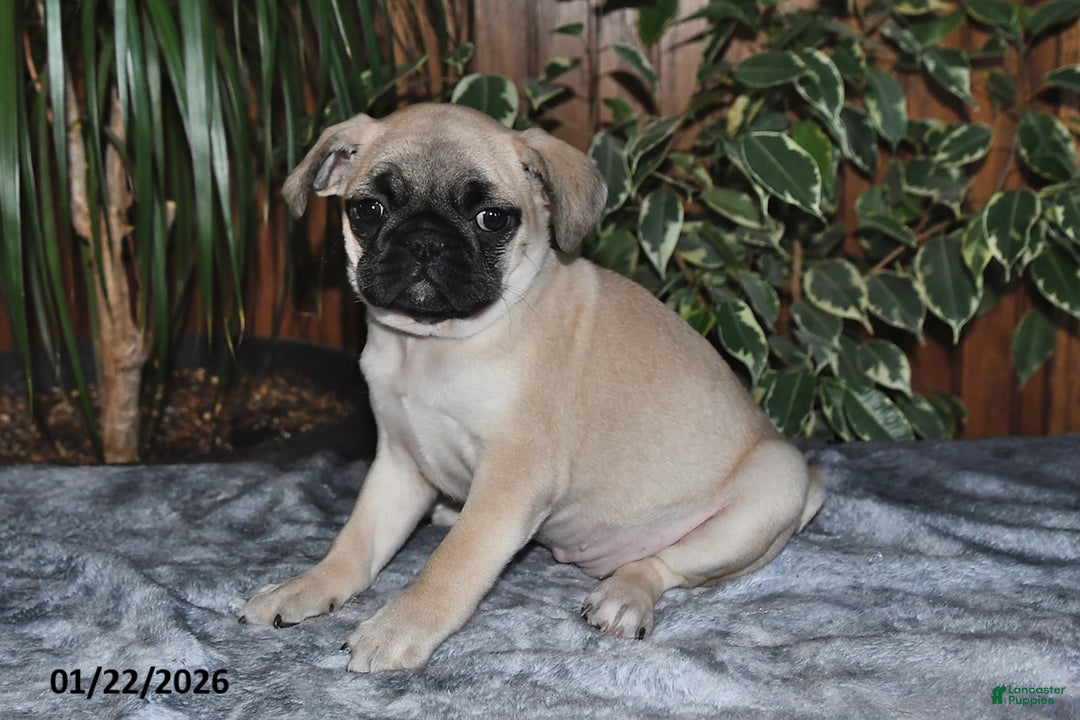 Puggle dogs for sale: Olivia - Ad 2