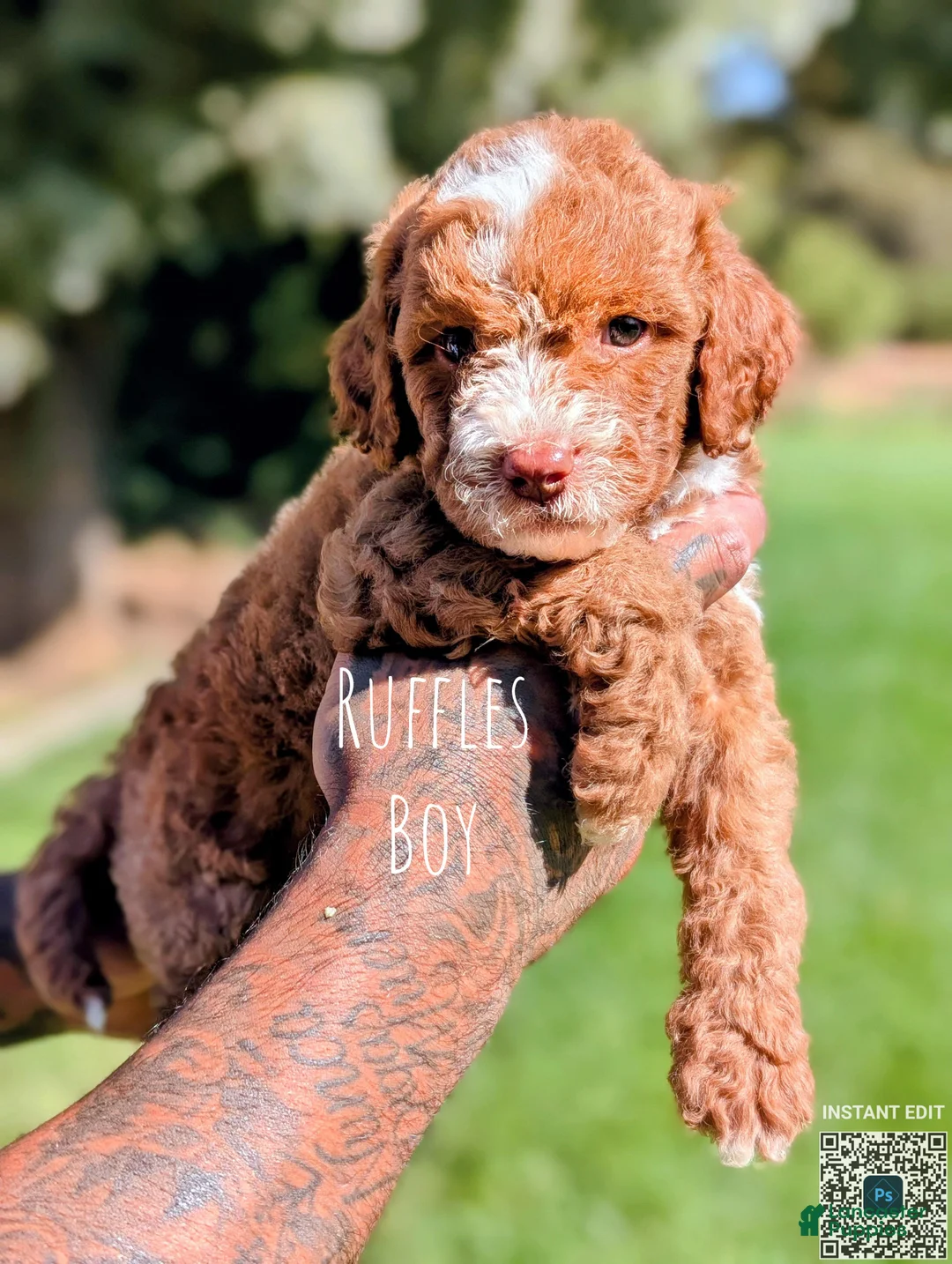 Cavapoo dogs for sale: RUFFLES - Ad 1