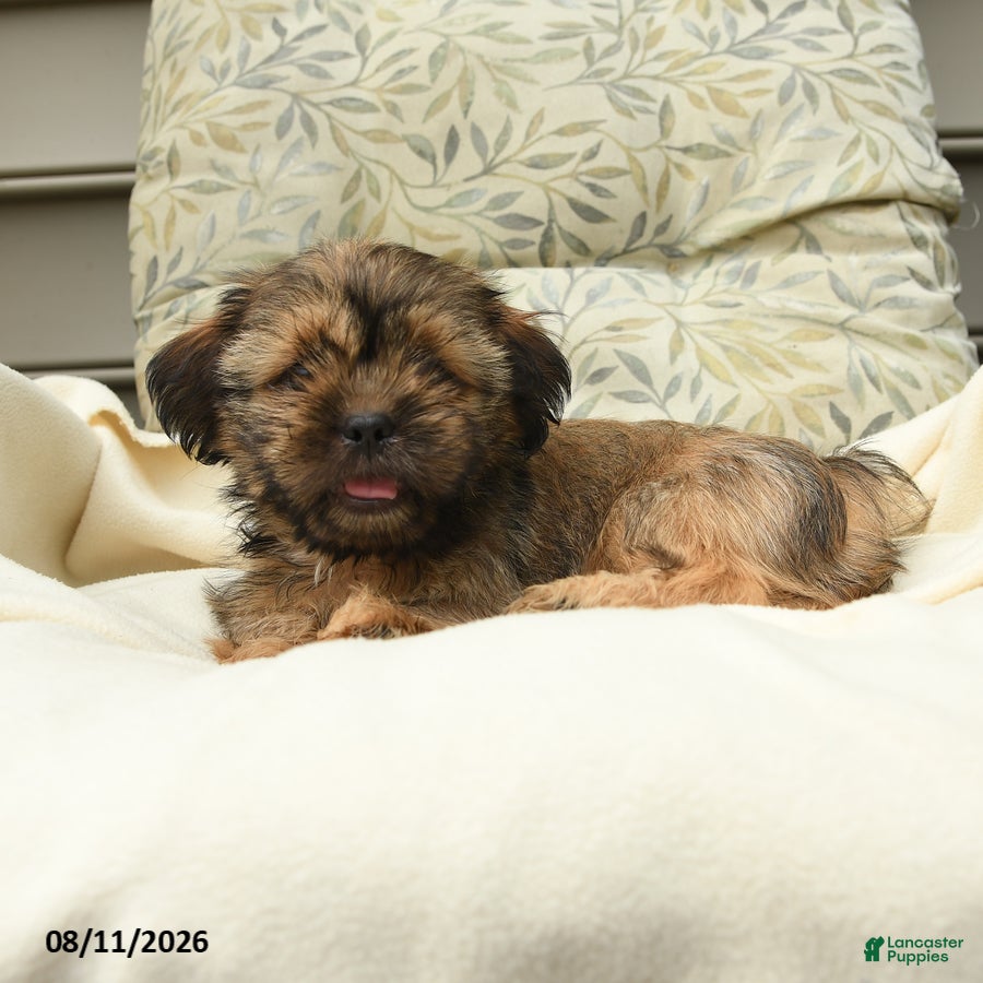 Shih Tzu dogs Grover - Ad 2