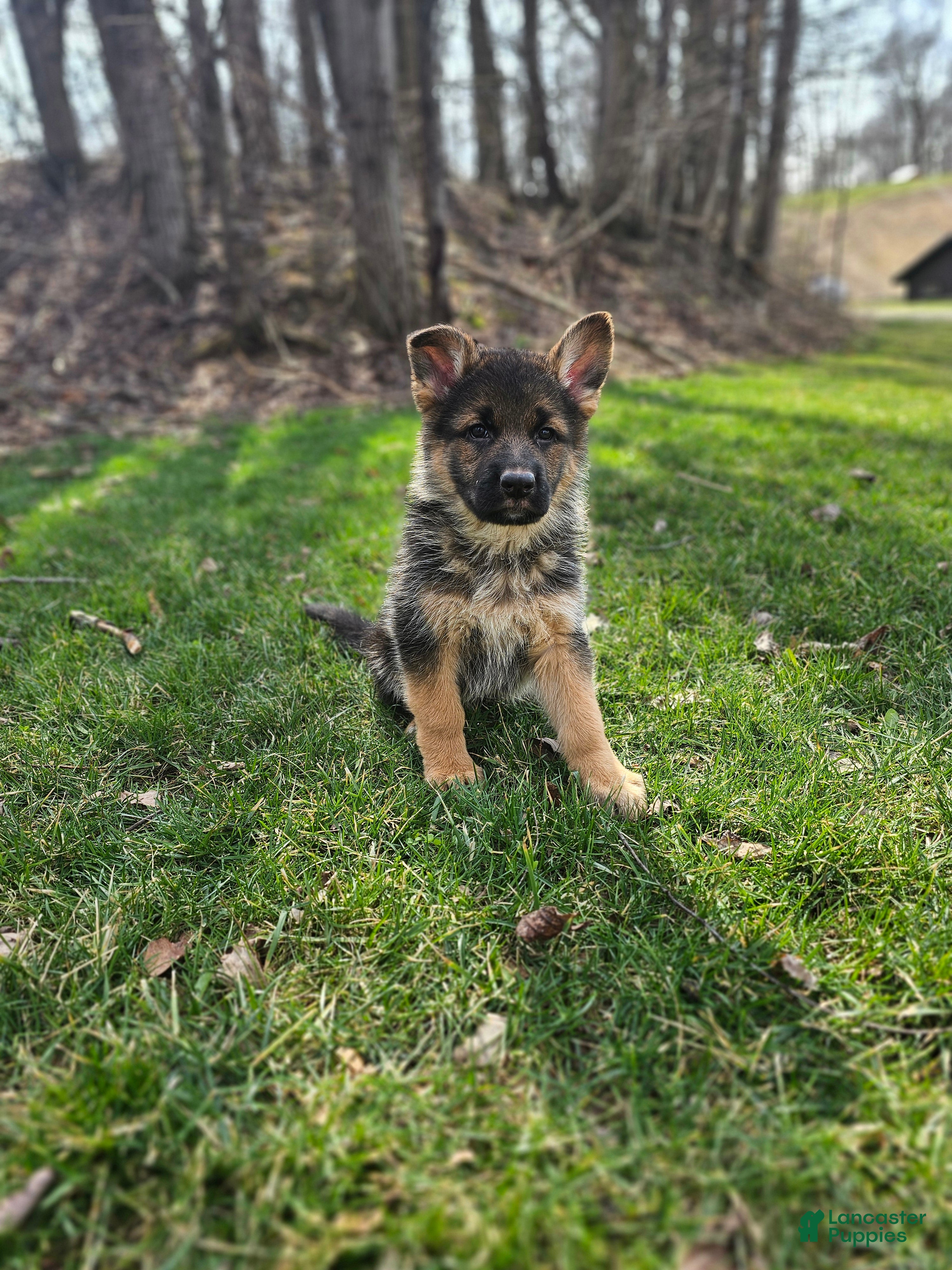 German Shepherd dogs Abby  - Ad 2