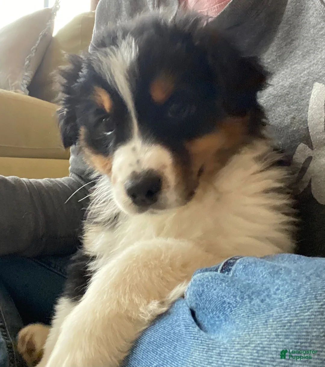 Australian Shepherd dogs for sale: Belle - Ad 1