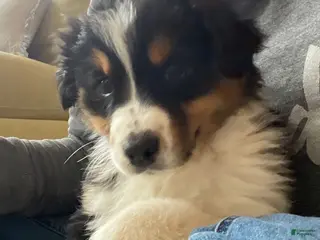 Australian Shepherd dogs for sale: Belle - Ad 3