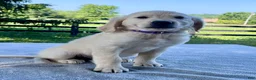 Golden Retriever dogs for sale: Olivia - Ad 3