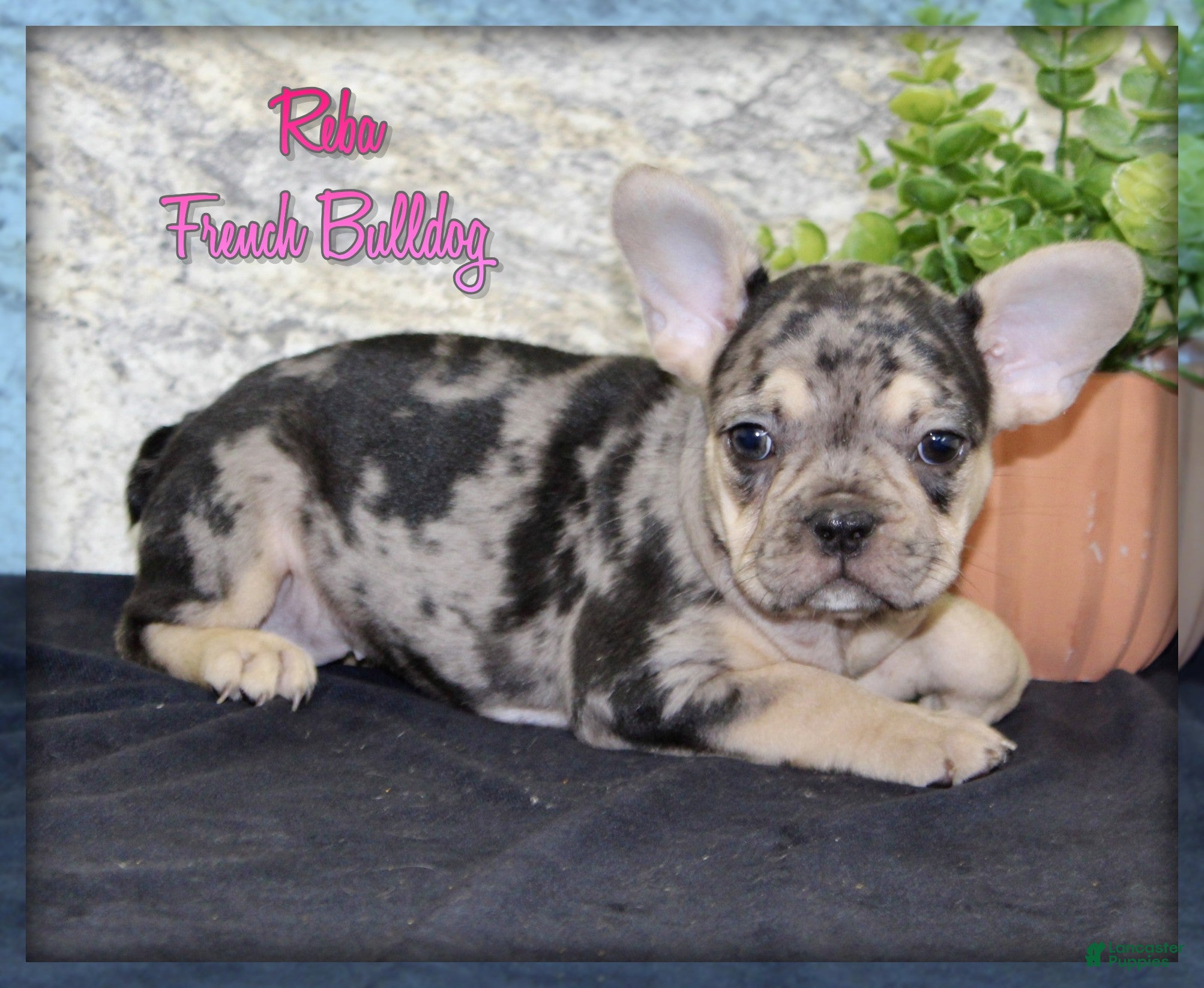French Bulldog dogs Reba - Ad 1
