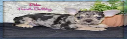 French Bulldog dogs for sale: Reba - Ad 1