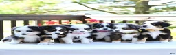 Miniature Australian Shepherd dogs for sale: Brenda  - Ad 7
