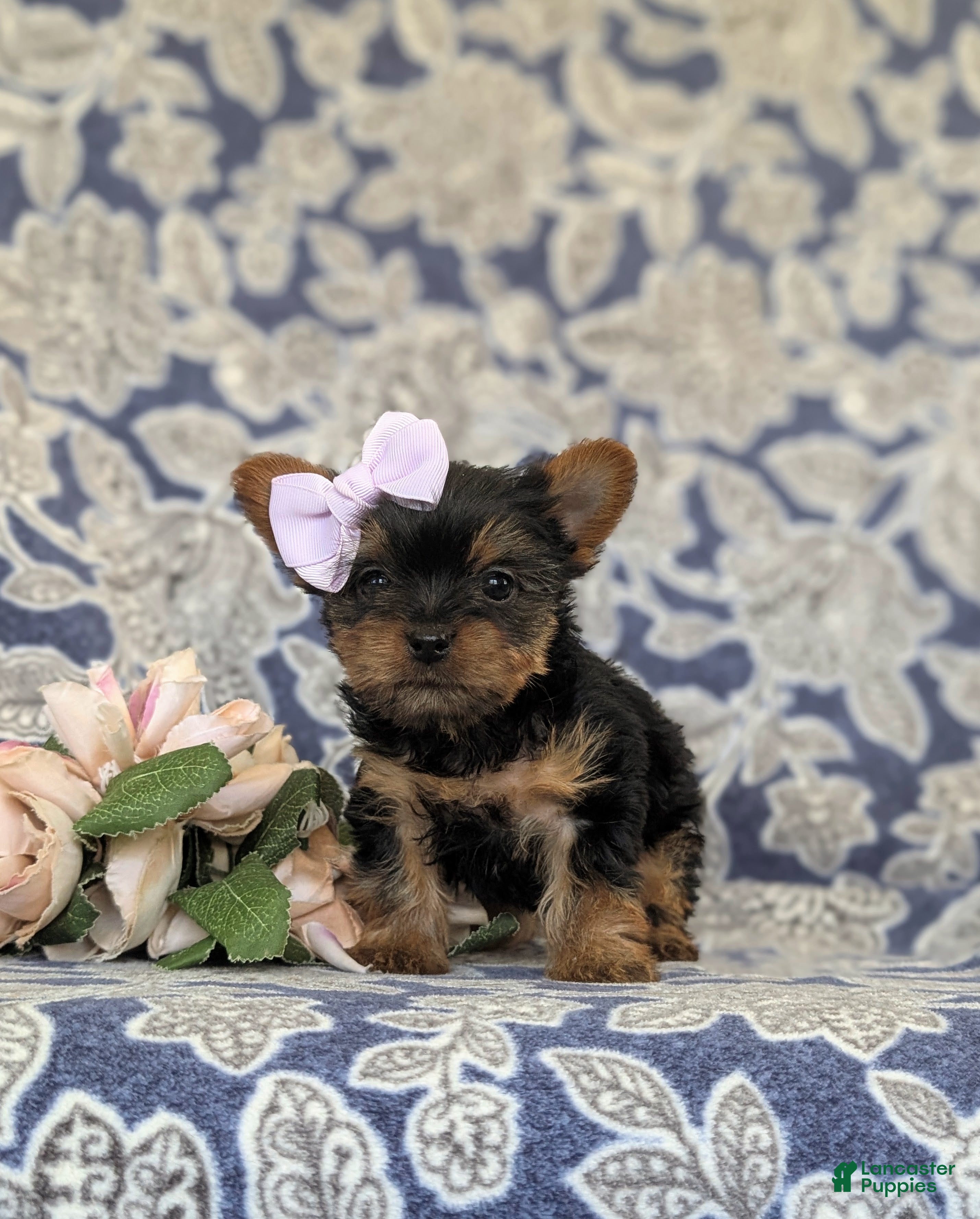 Yorkshire Terrier dogs Linette 7 lbs Full Grown - Ad 2