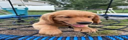 Golden Retriever dogs for sale: Simba - Ad 5