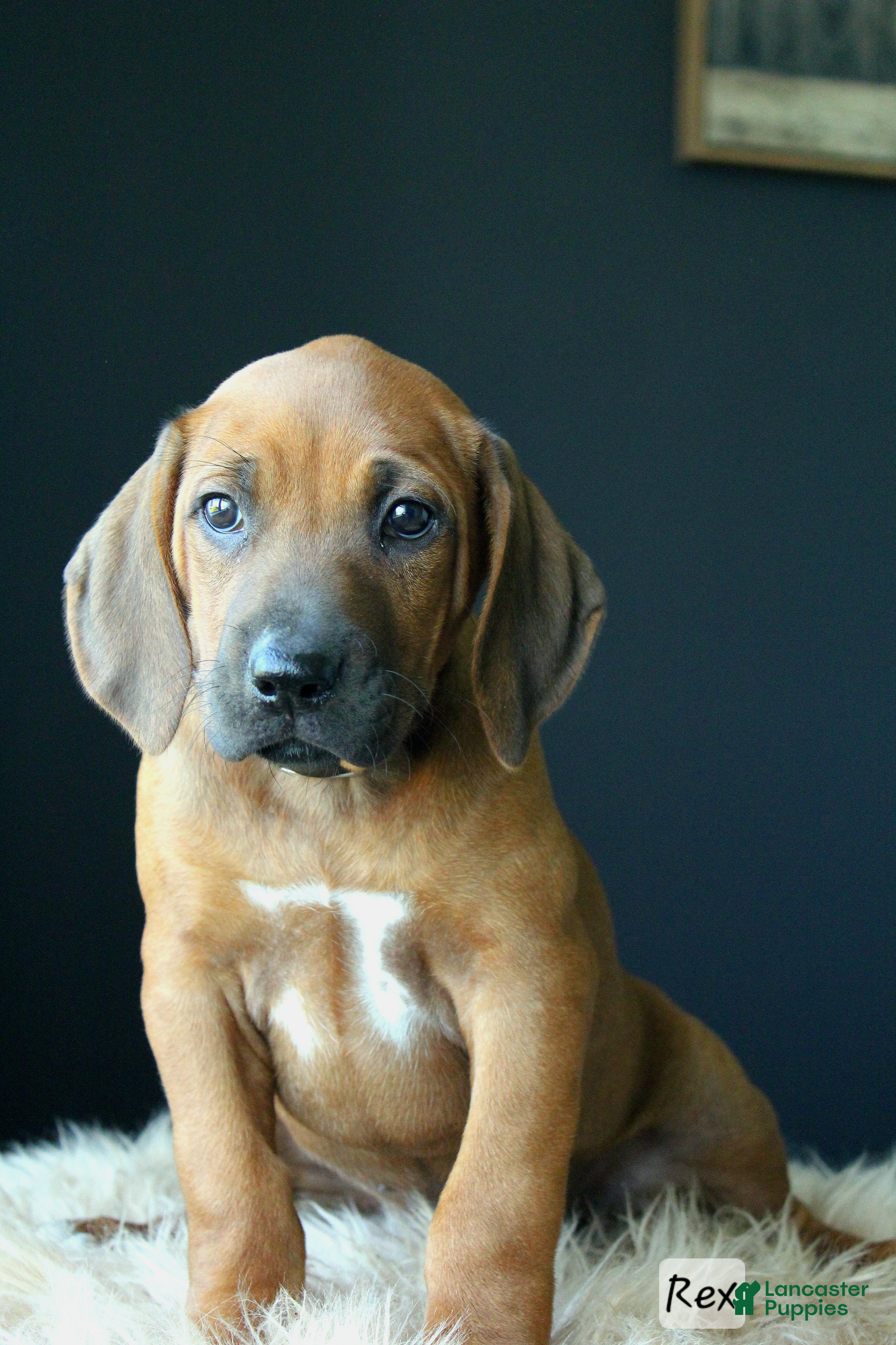 Rhodesian Ridgeback dogs Rex - Ad 1