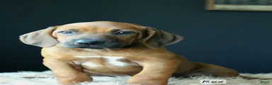 Rex