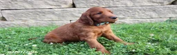 Irish Setter dogs for sale: Curly - Ad 4