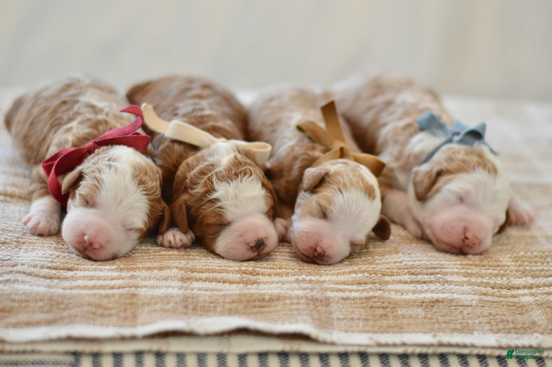 Goldendoodle dogs for sale: Basil - Ad 13