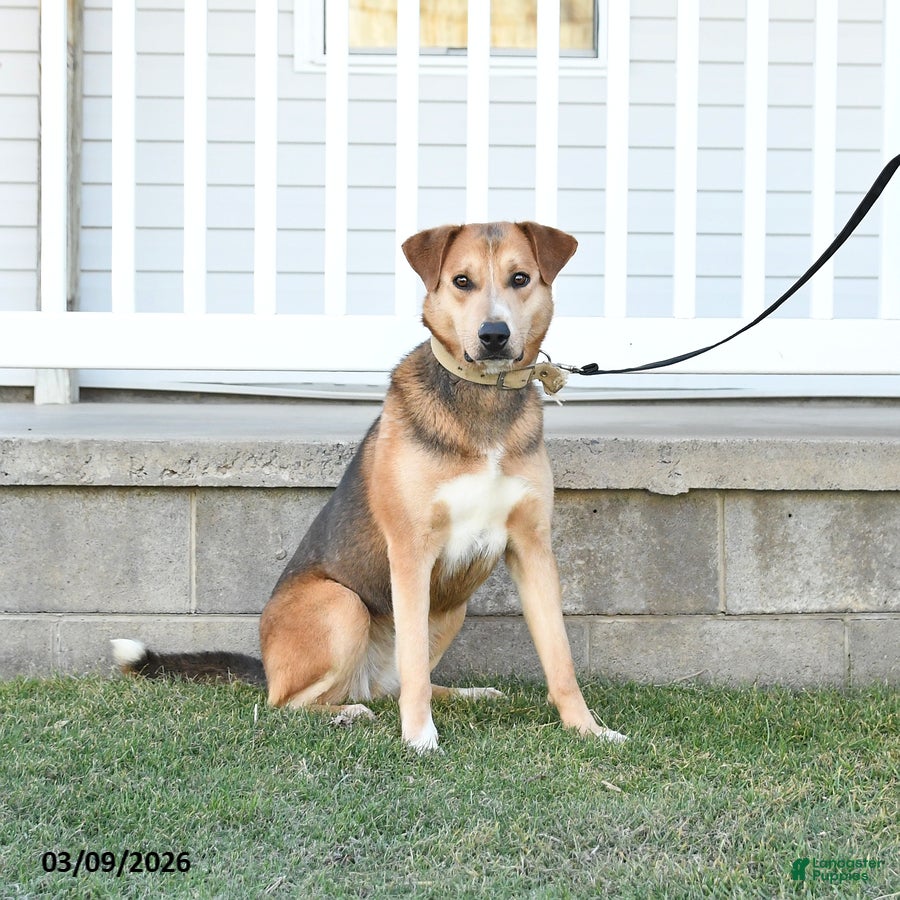 Mixed Breed dogs Smarty - Ad 2