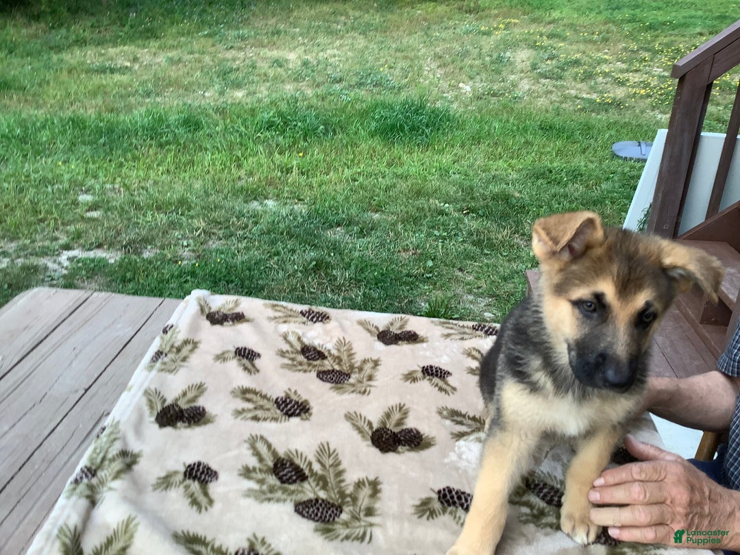 German Shepherd dogs for sale: Puppy 3 Female - Ad 8
