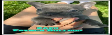 Zazu