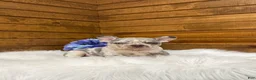 French Bulldog dogs for sale: Kowen - Ad 6