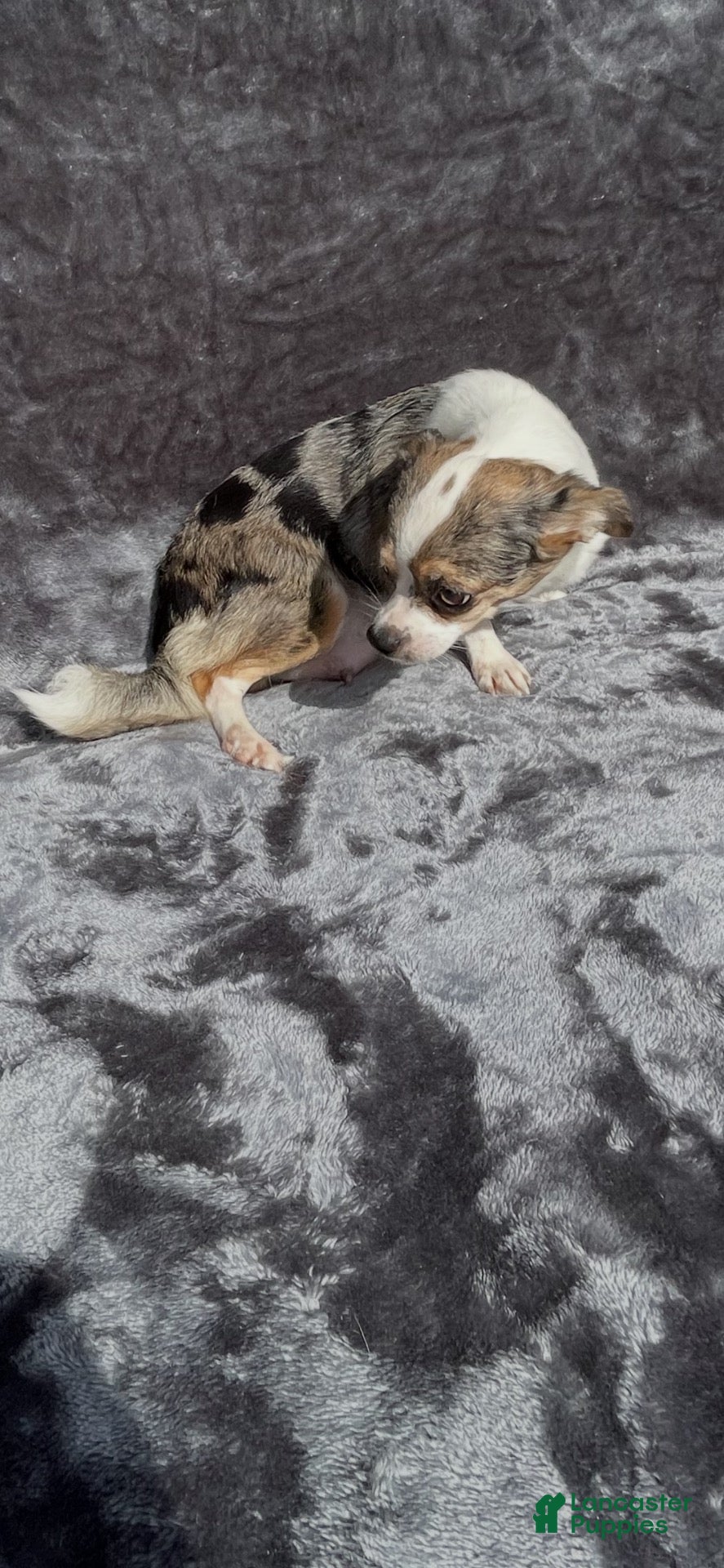 Chihuahua dogs for sale: Chihuahua 5 - Ad 2