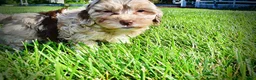 Havapoo dogs for sale: Bambi - Ad 9
